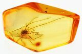 Detailed Fossil Daddy Long-Leg in Baltic Amber #346397-2
